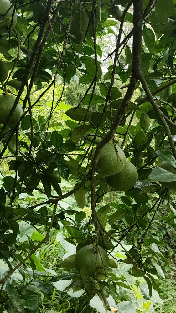 菜市场买菜