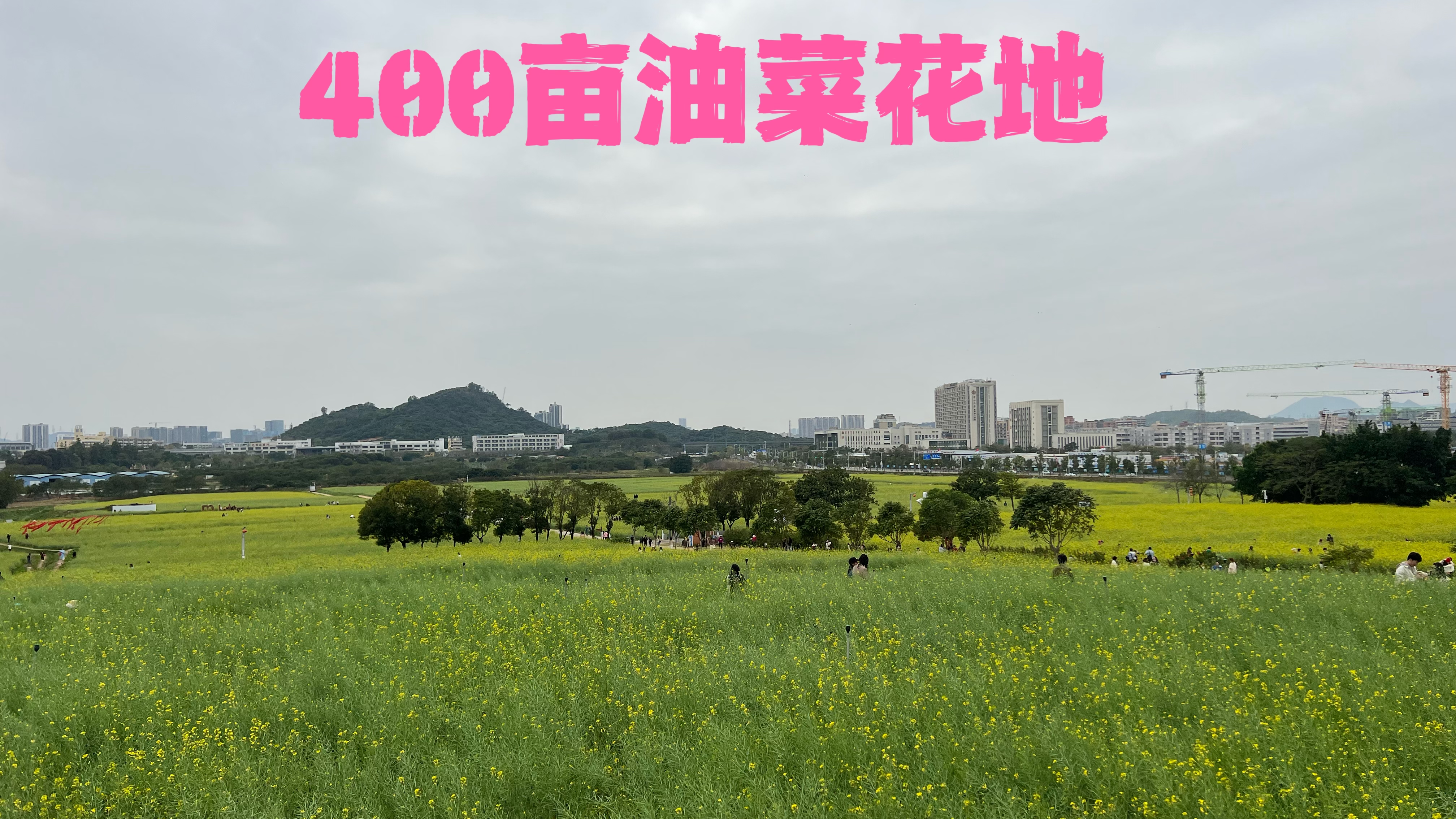 深圳光明欢乐小镇近400亩油菜花盛开,吸引大量帅哥美女打卡!