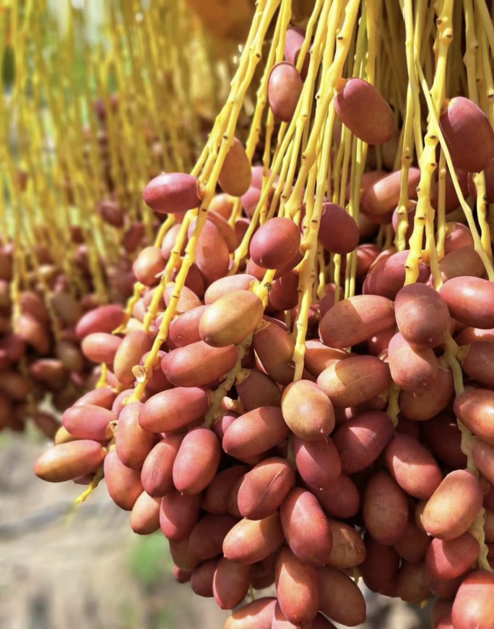 椰枣熟了 但还没有吃过