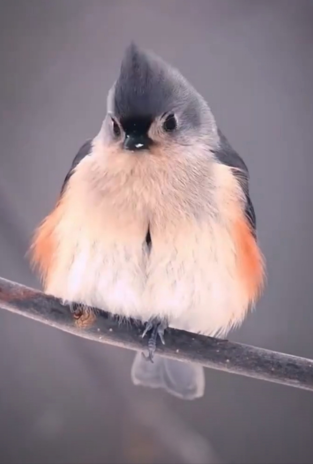 雪中的美洲凤头山雀