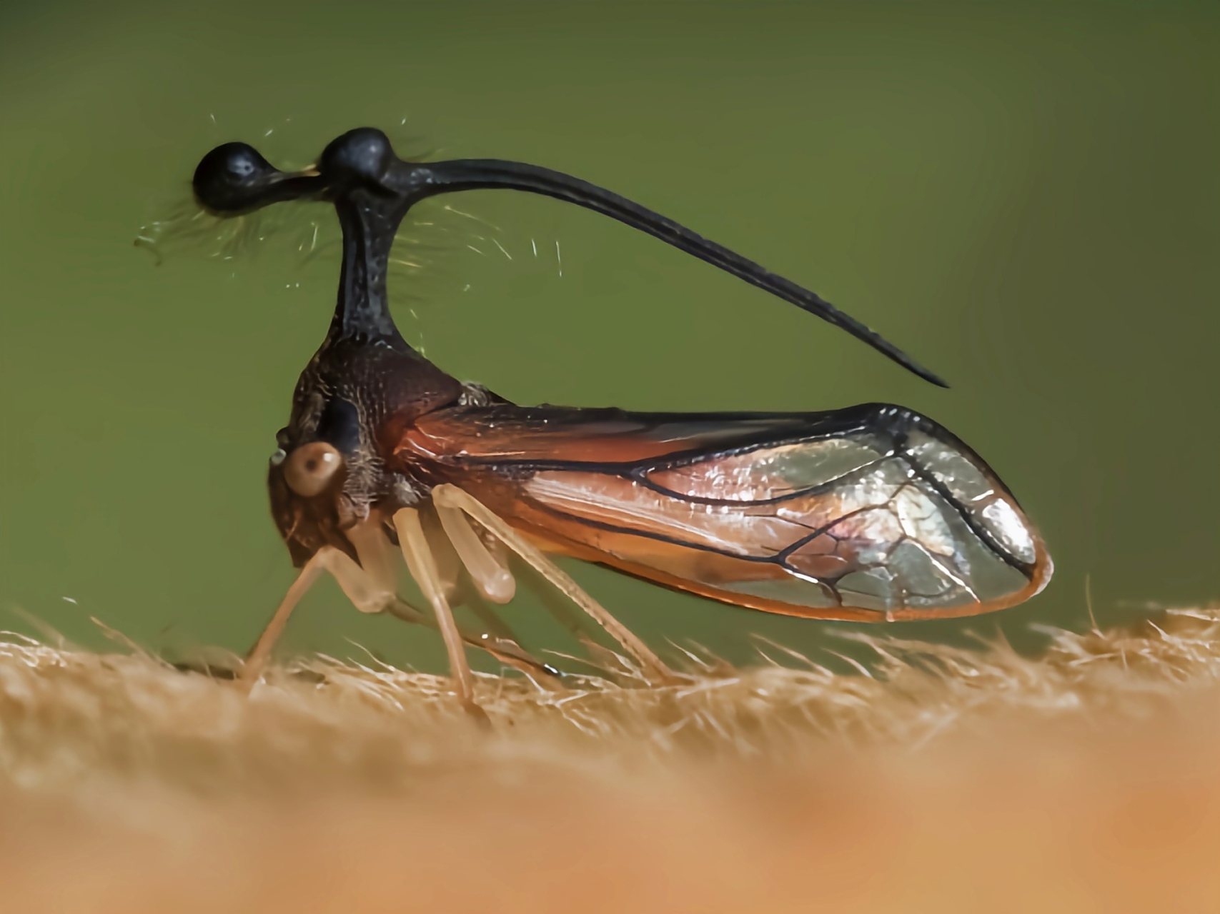 巴西角蝉又名四瘤角蝉,巴西瘤角蝉,是半翅目,角蝉科昆虫,原产于南美洲