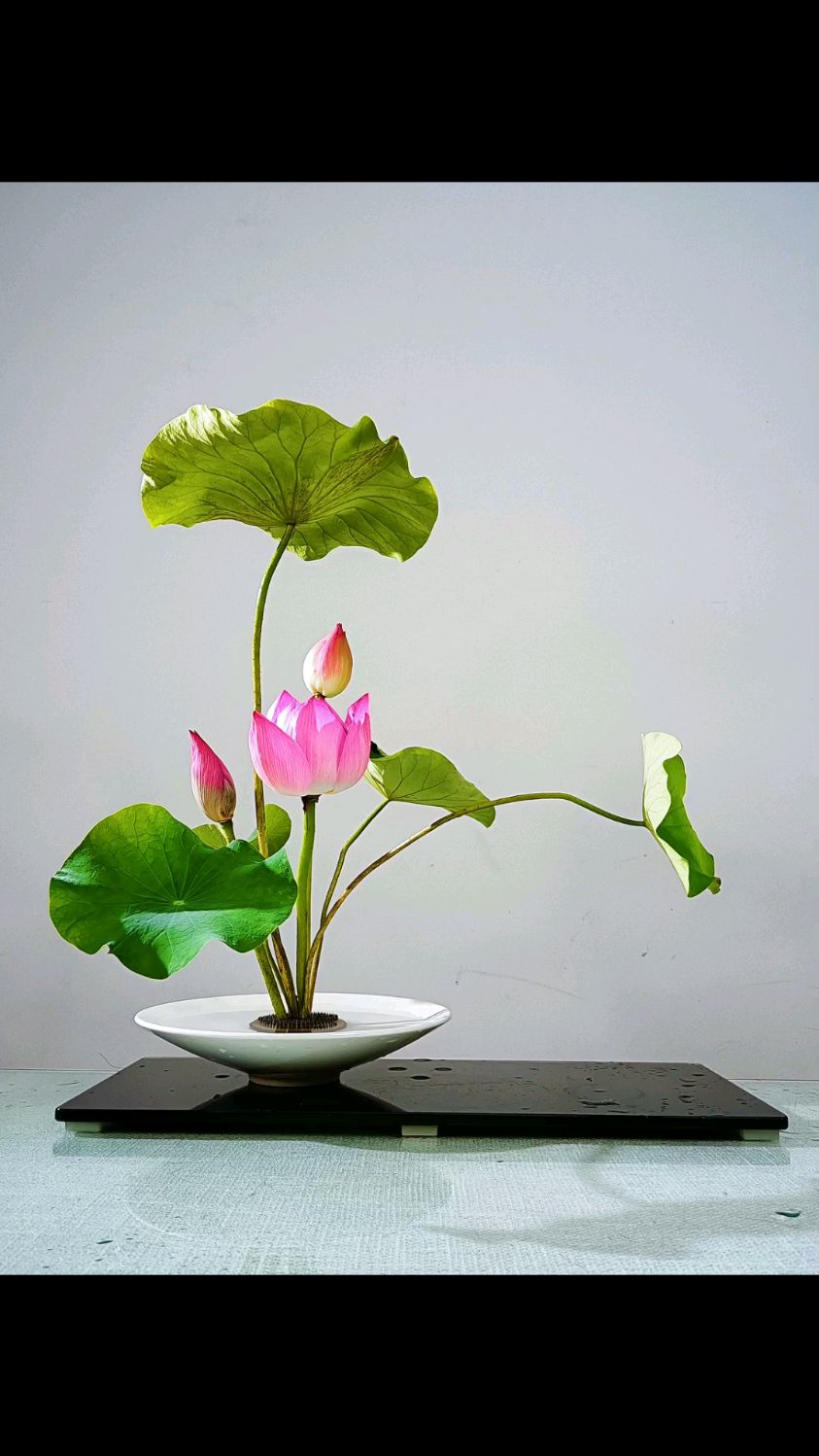 映日荷花别样红池中荷与塘中荷你们喜欢哪种插花艺术东方插花荷花