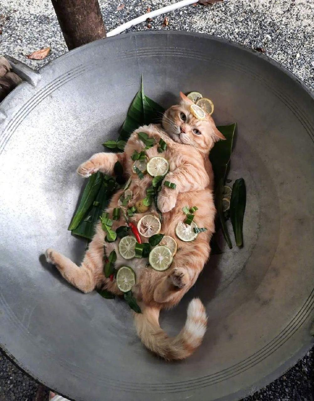 猫猫炒饭,[滑稽][滑稽]#趣图搞笑