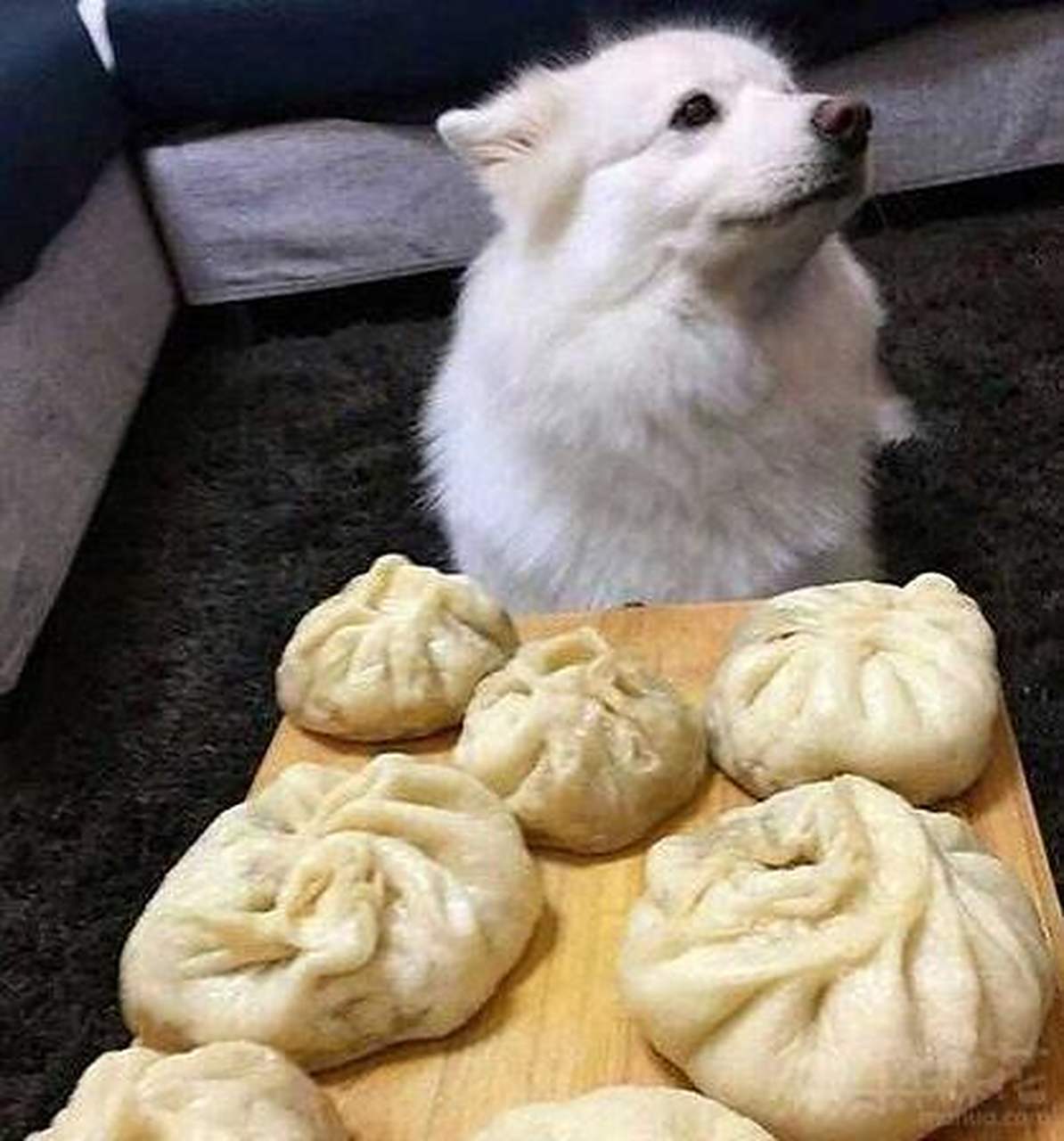 肉包子打狗?我看不像!