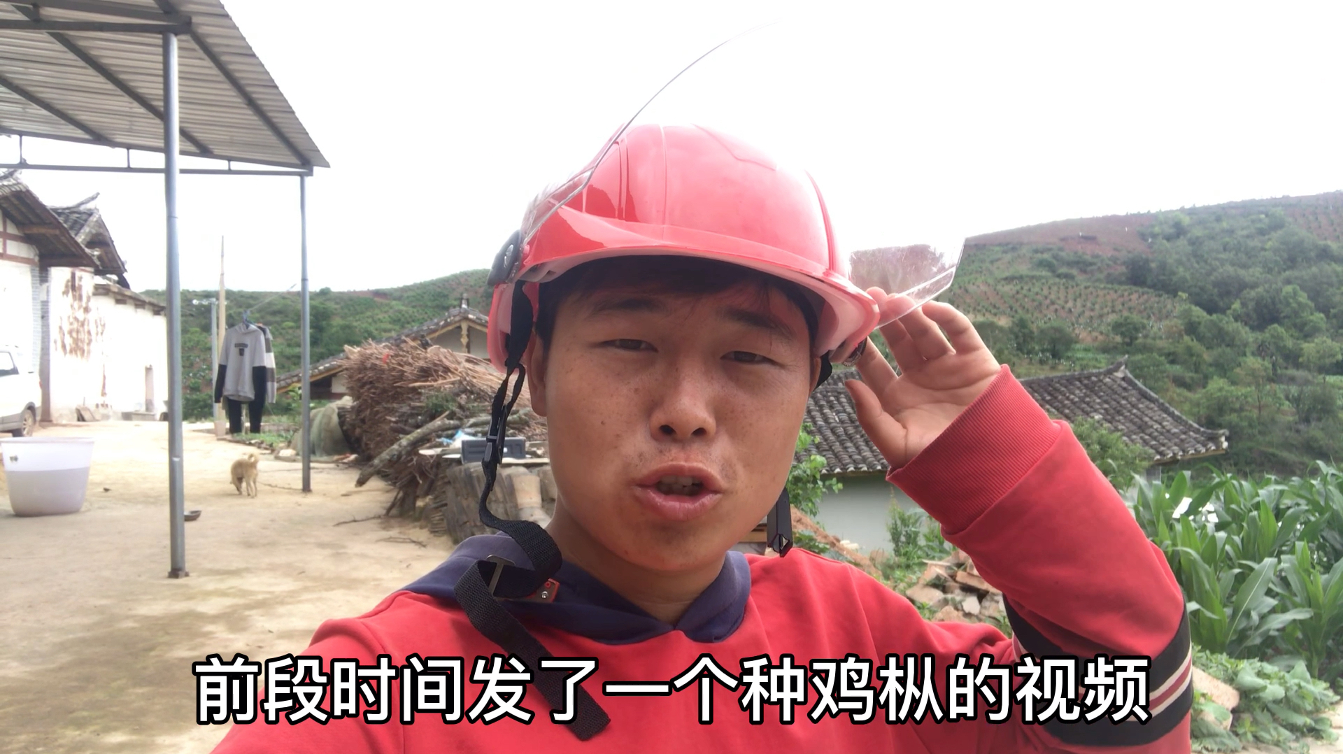 三毛种了1个月鸡枞菌,今天长出来了,看看个头怎么样
