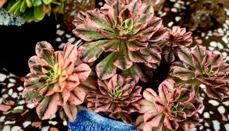 甜茶法师的养殖方法