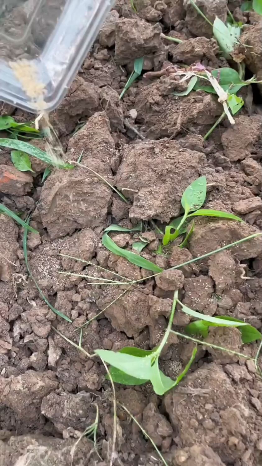 知了幼虫种植图片