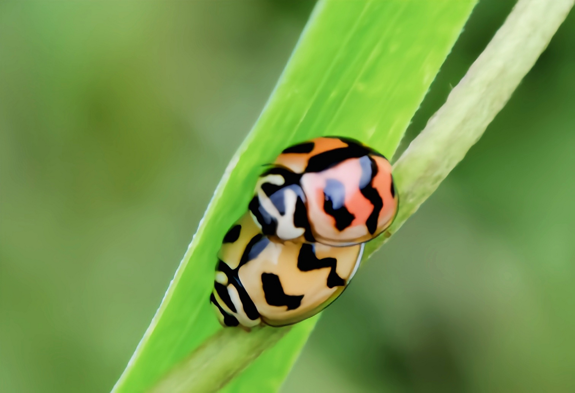 每天认识一种昆虫——六条瓢虫 六条瓢虫别名六斑月瓢虫,原产于亚洲