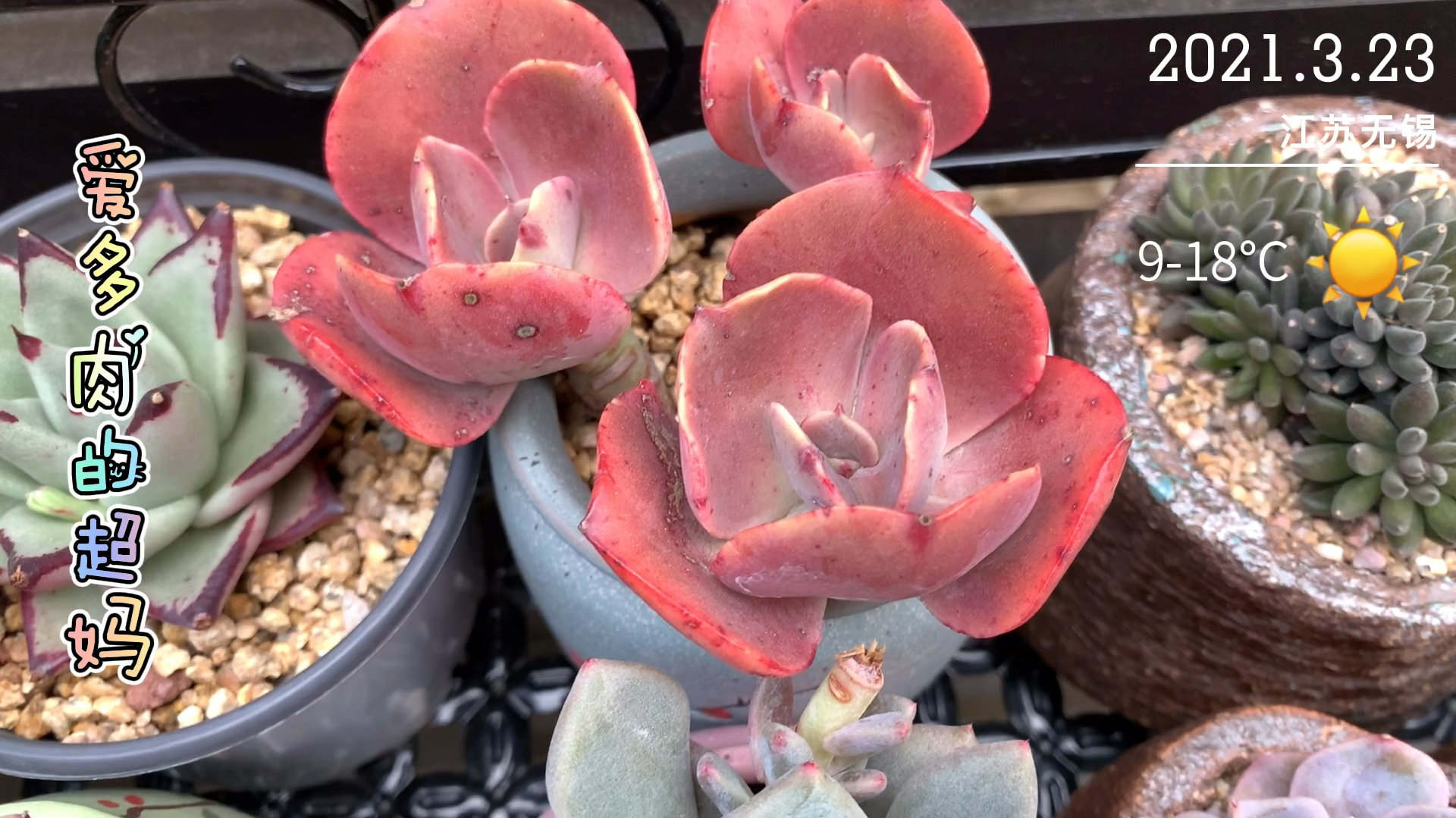 天气变暖,花剑蹭蹭地往外冒,每天掐一大把,真解压!