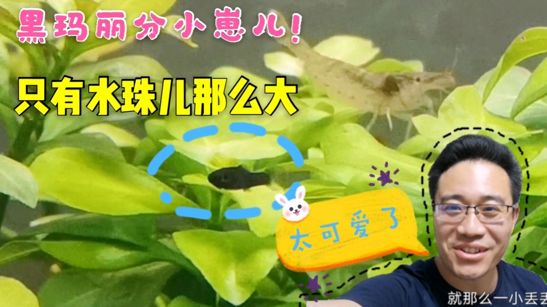 小鱼宝宝诞生了,只有水珠那么大,太可爱了!但随时有可能被吃掉