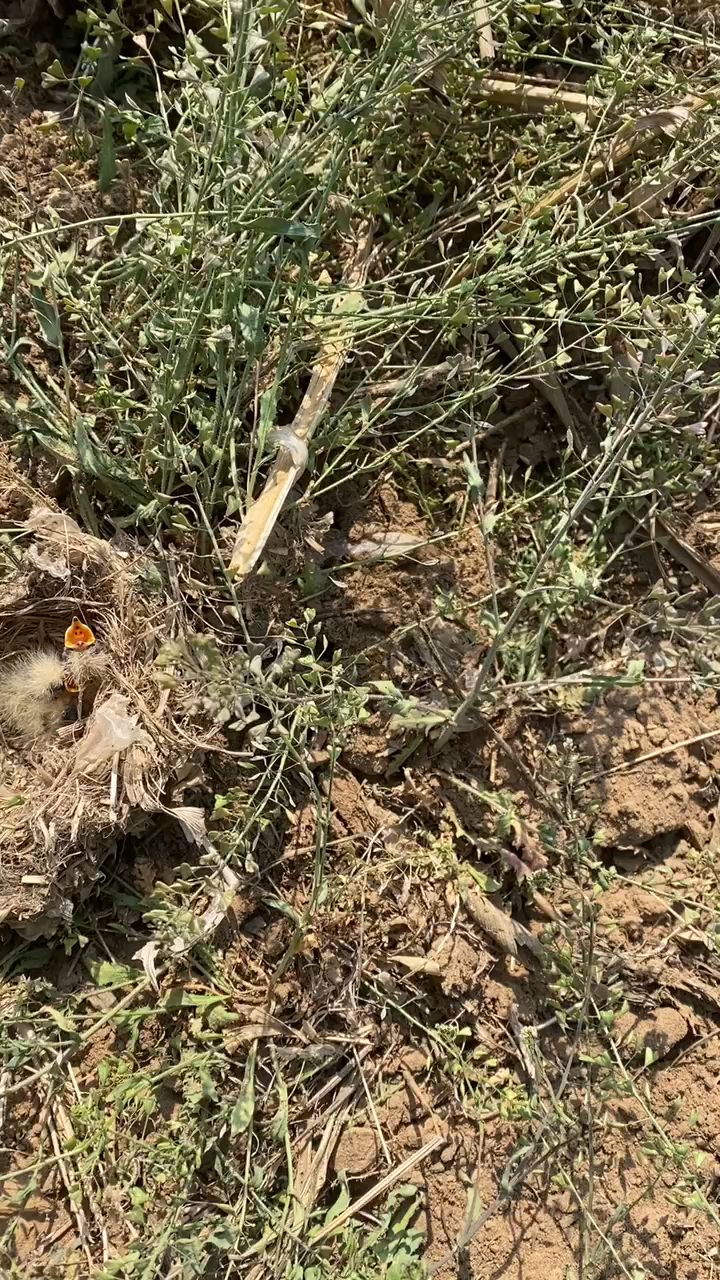 叫天子,小沙百灵鸟