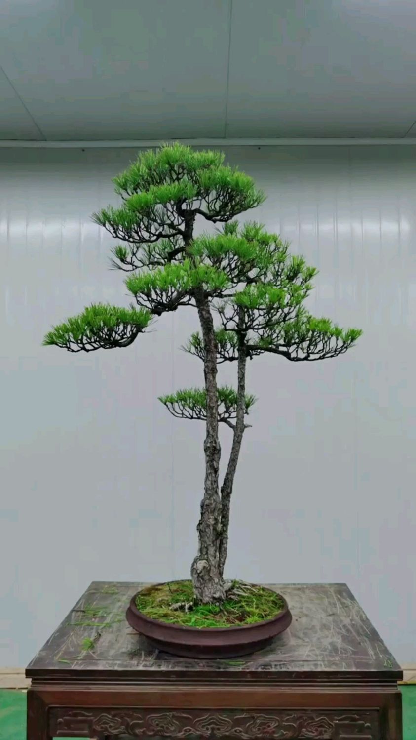 一本双杆黑松盆景