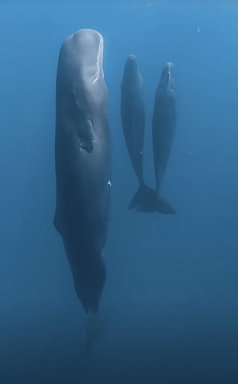 网友:鲸鱼原来是这样睡觉的,三条抹香鲸在大海深处静静地休息