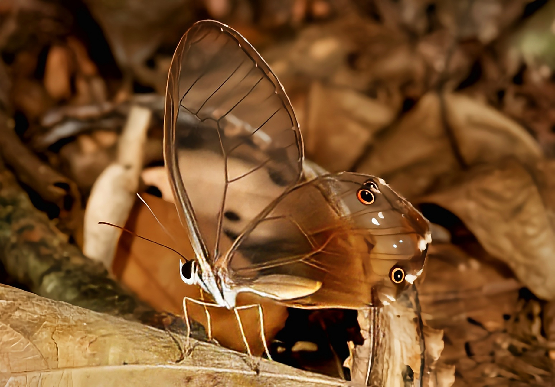 每天认识一种昆虫——黄晶眼蝶 黄晶眼蝶分布于南美洲委内瑞拉