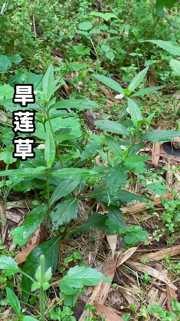 农村的旱莲草,又叫乌发草,墨汁草,看看你家乡有没有呢-度小视