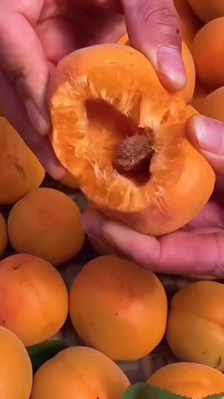 帝王大杏苗,半斤一个,个头大,产量高,适合南北方种植