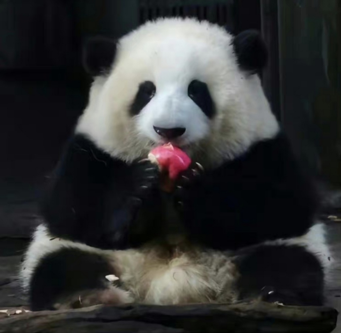 谁能告诉我哪个是萌兰哪个是花花,这养的圆润润胖墩墩,可爱至极,这比