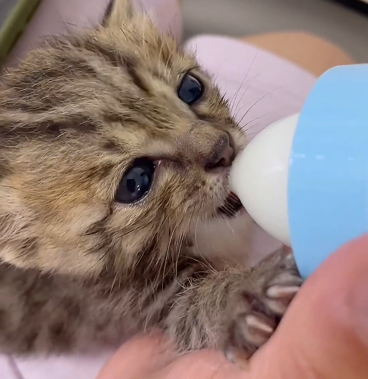 哈哈哈,好可爱的猫猫,喝奶的样子真萌!#猫咪