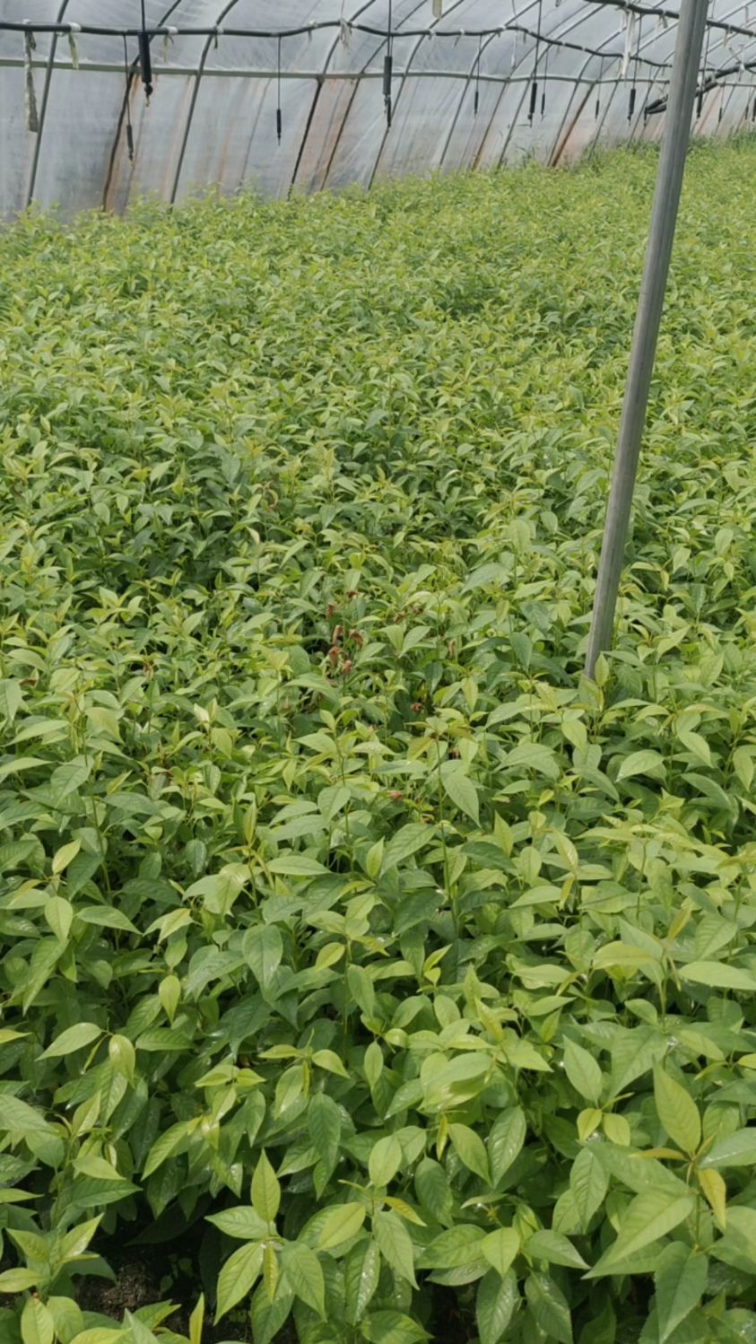 炼苗30天以上,根系发达的吉塞拉砧木苗!