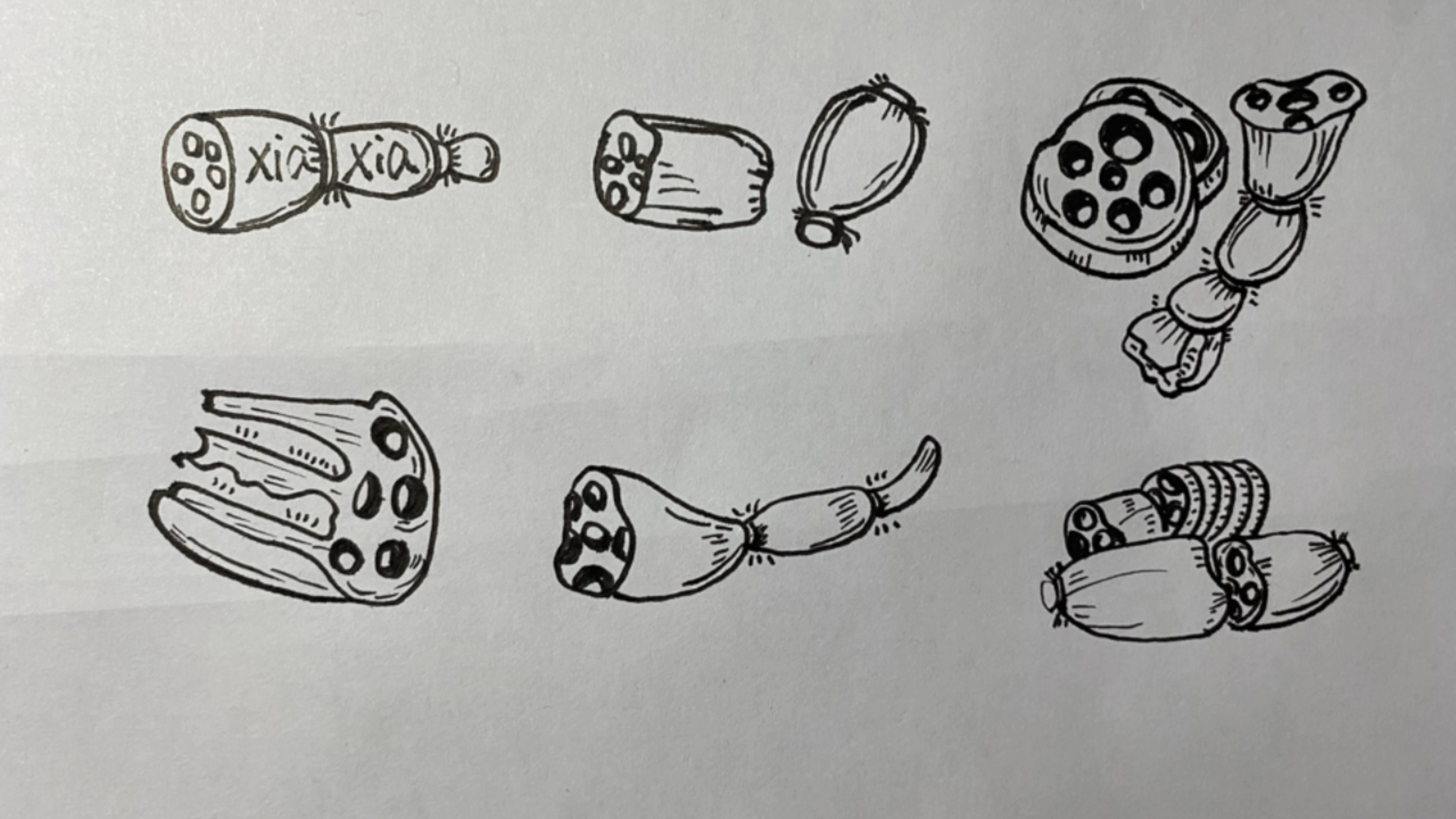 简笔画各种各样的莲藕