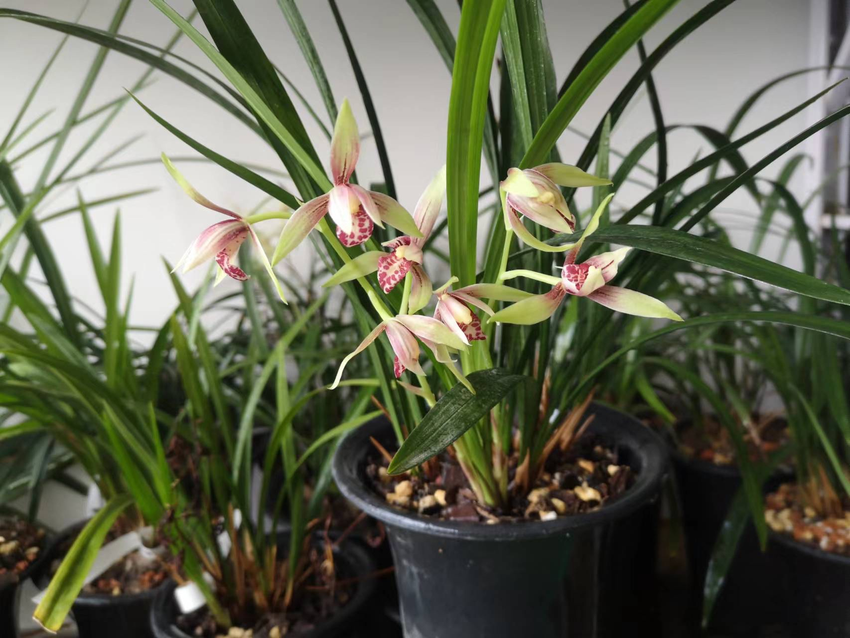 7月,北京阳台养的建兰逸红双娇开花了