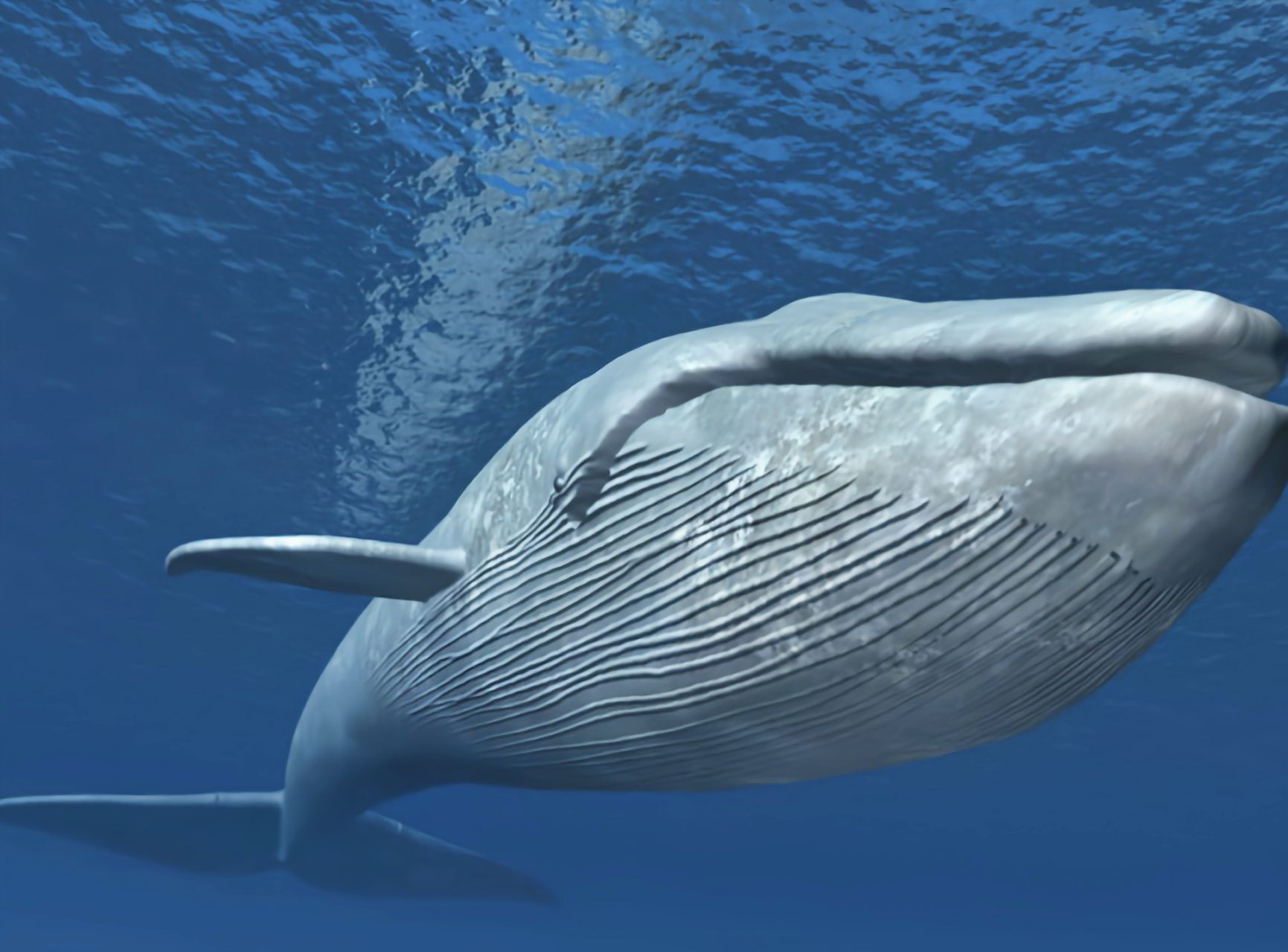 远古生物探秘——海神盔虾 海神盔虾是迄今为止发现的最早的大型滤