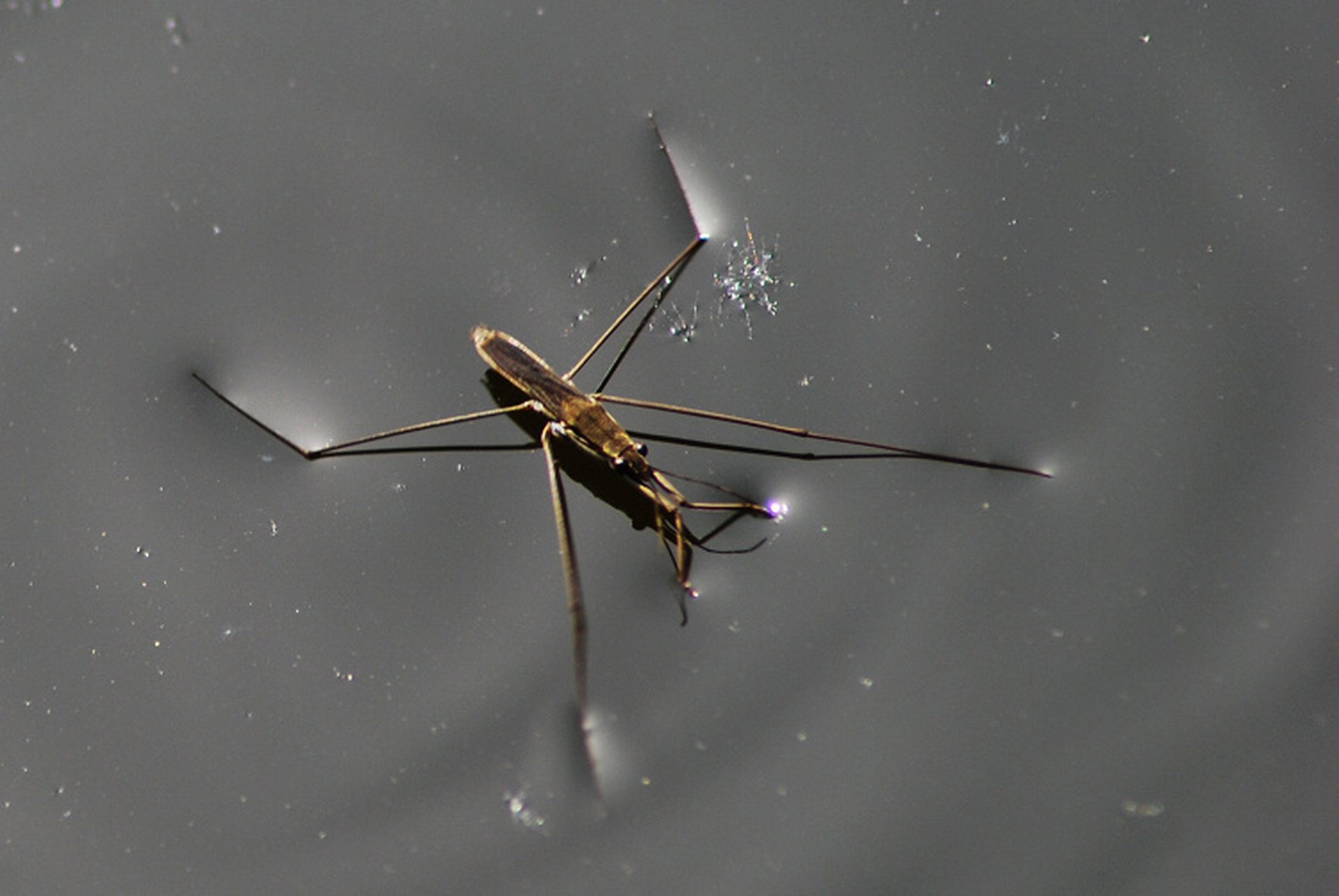 每天认识一种昆虫——水黾 水黾是半翅目黾蝽科昆虫.成虫体长1.1-1.