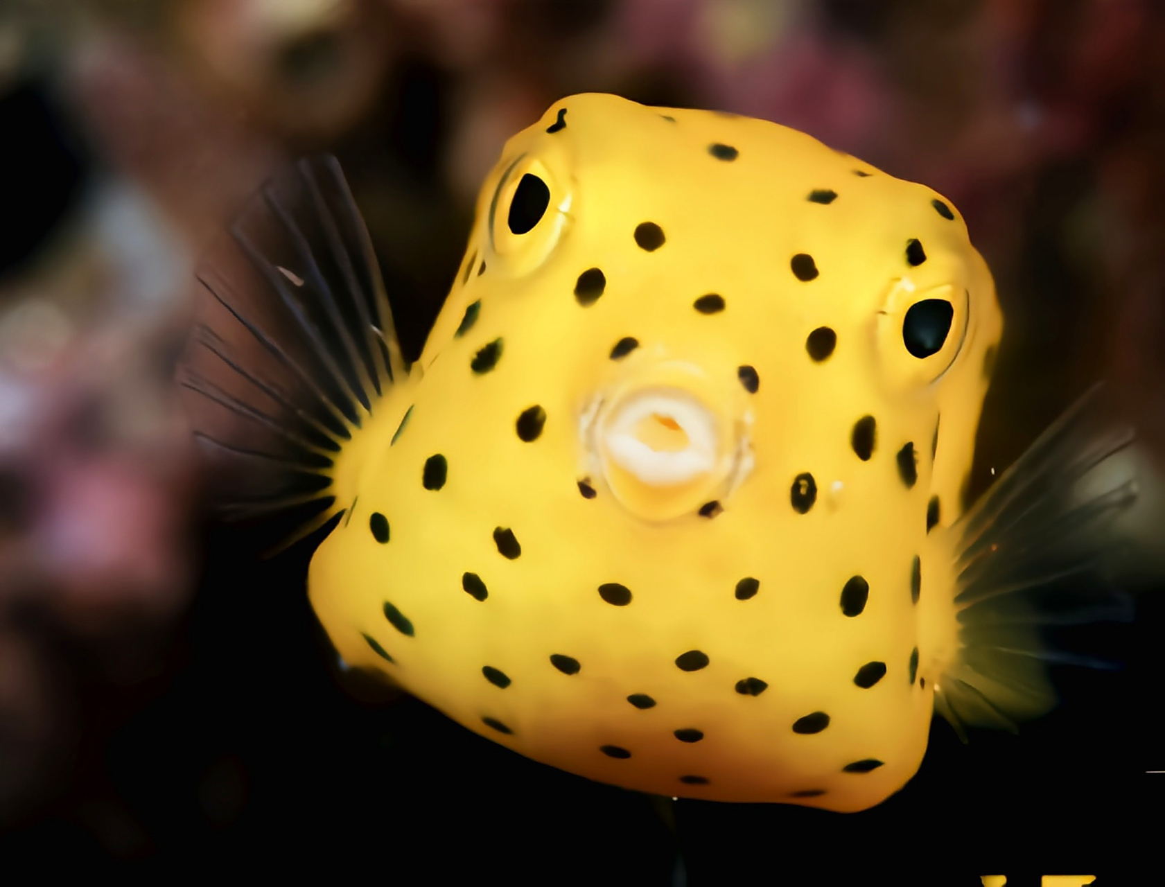 每天认识一种动物——金木瓜箱鲀 金木瓜箱鲀别名圆点鲀,立方箱鲀,粒