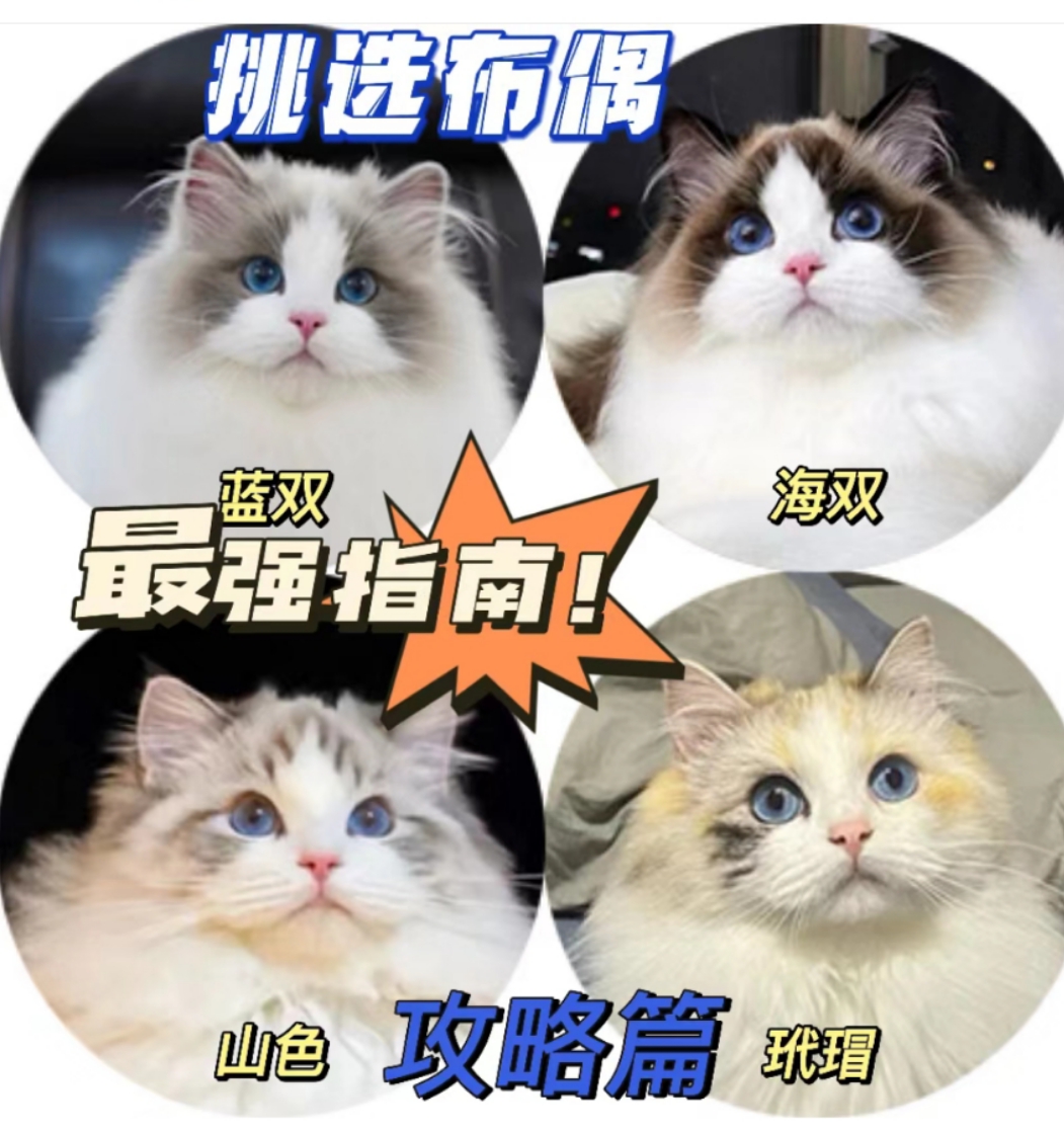 布偶猫怎么看品相图解图片