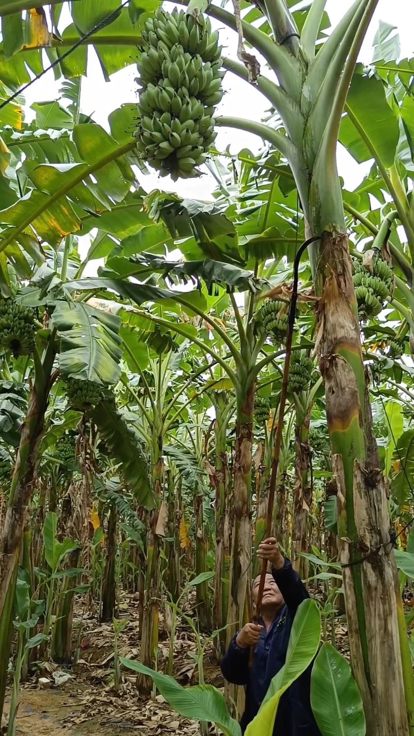 香蕉树就是一棵4米多高的大草,苹果蕉熟了就要砍掉,方便采摘!