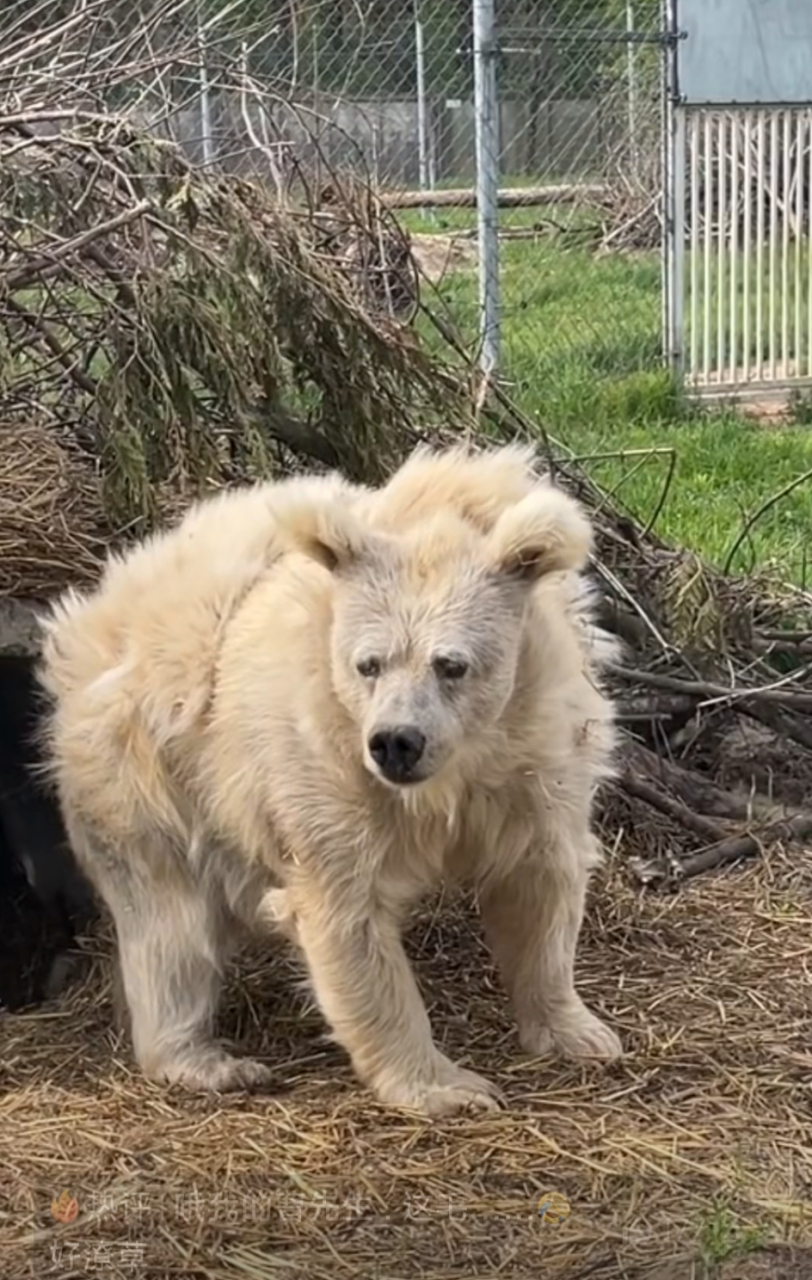 冬眠睡醒的熊像不像早上刚睡醒的自己?