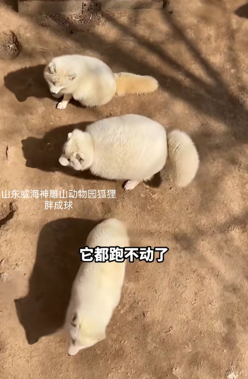 山东威海神雕山动物园狐狸胖成"煤气罐".