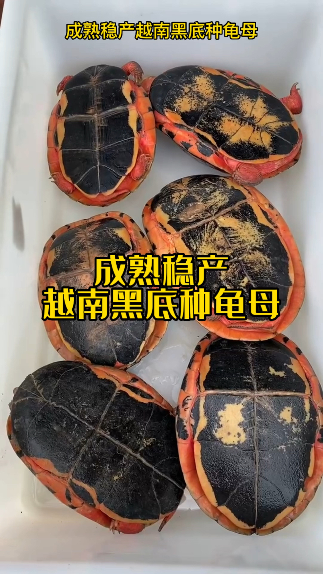 成熟稳产越南黑底种龟母超粗三线稀有多蛋身型留种推荐首选