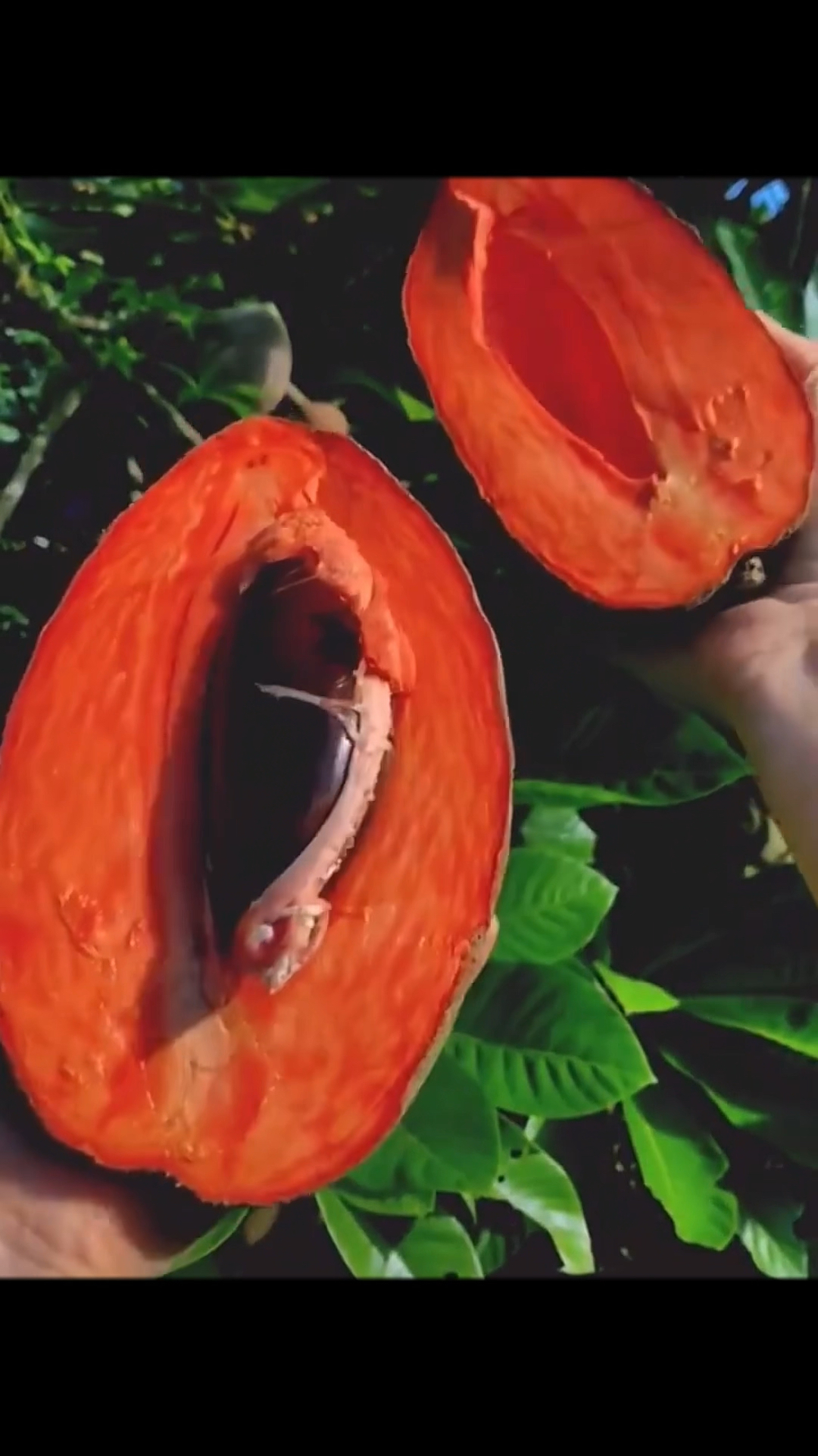 它有一很亲的名字:妈咪果