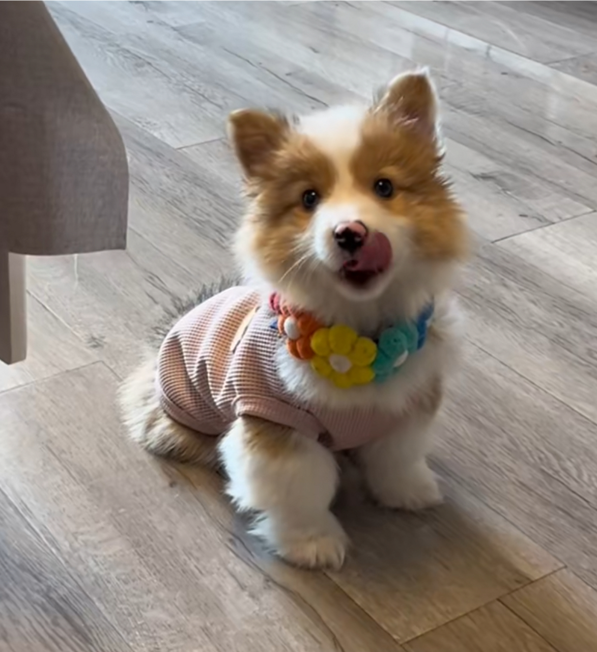 没有断尾的柯基真的好可爱啊,特别像一只小狐狸!