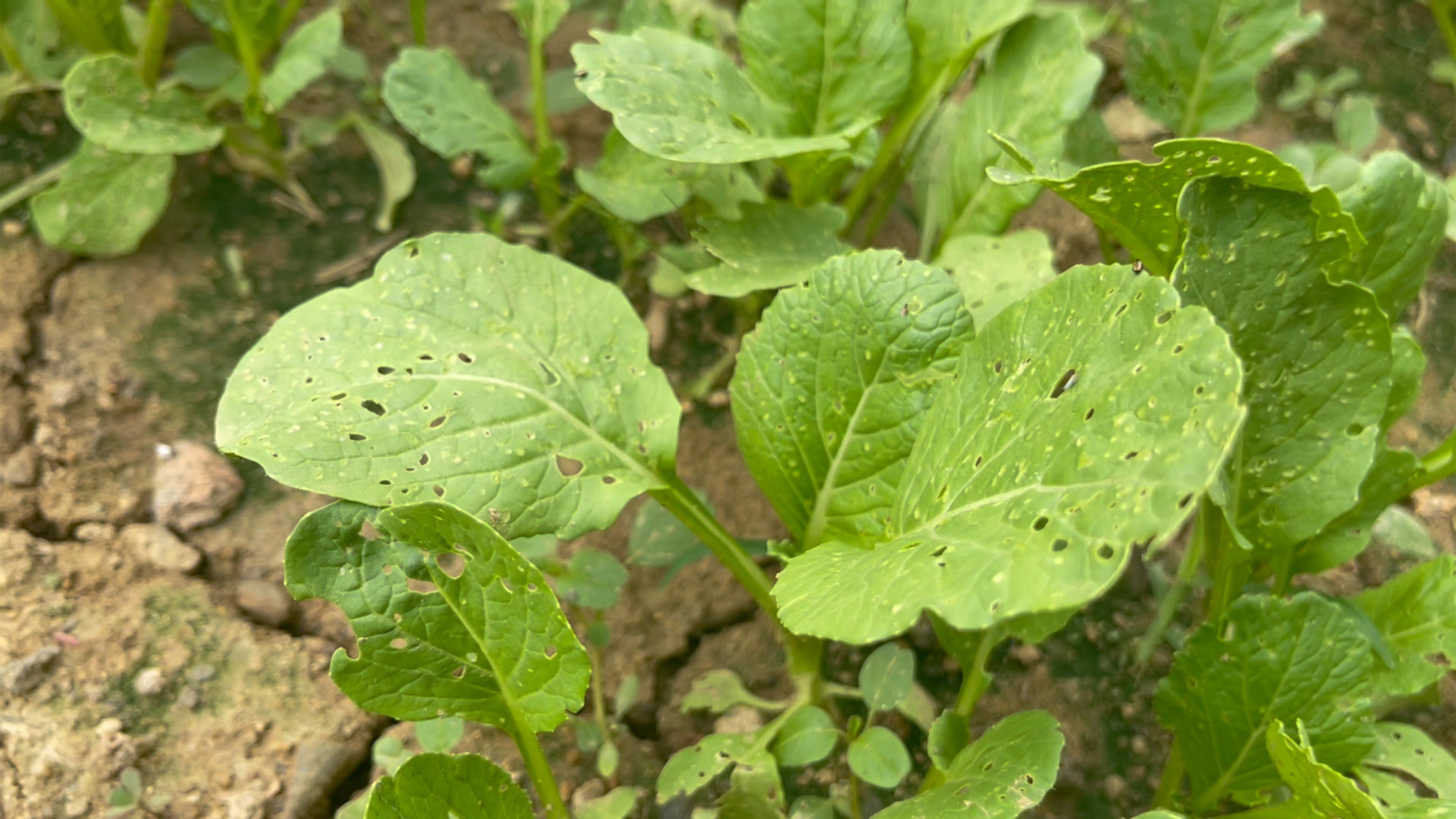 种植蔬菜有虫子可以在家就自制杀虫剂,只需几毛钱就没虫害