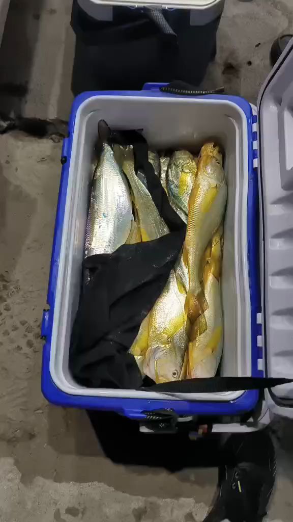 海钓大黄鱼,漂亮