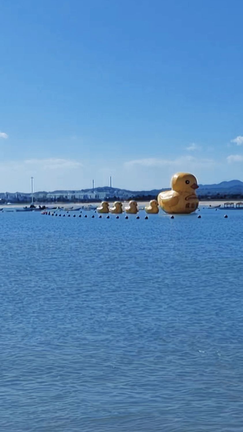 威海荣成爱连湾海洋牧场里,鸭妈妈领着8只小黄鸭,可爱吧?