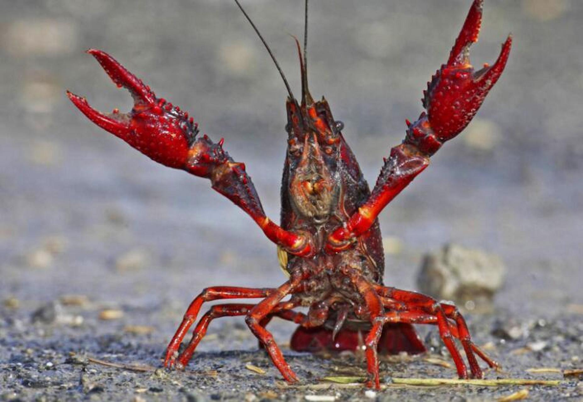 小龙虾是外来物种,泛滥成灾影响生态系统,餐桌上的小龙虾怎么还那么贵