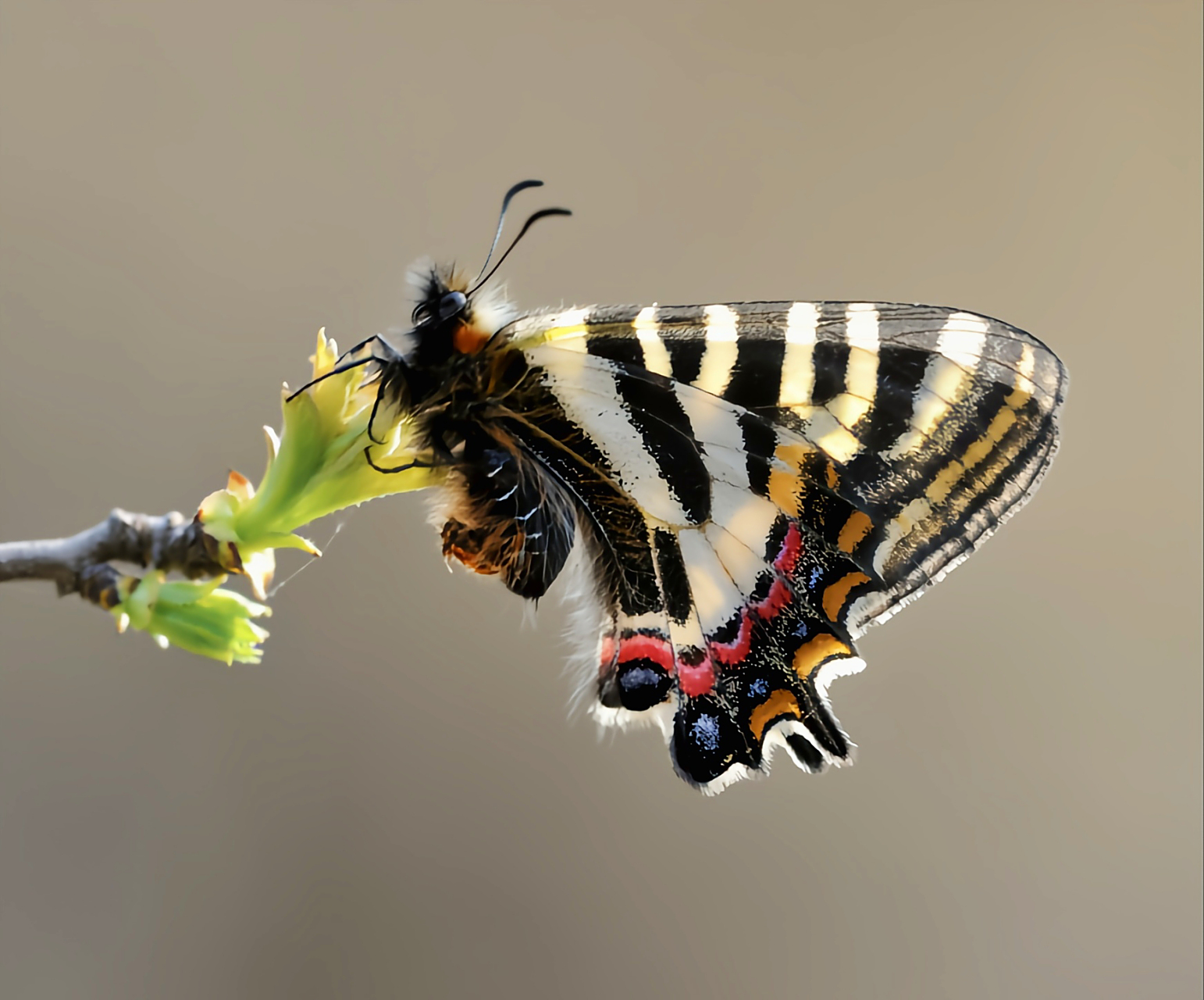 5-5.3厘米,外形与中华虎凤蝶相似.