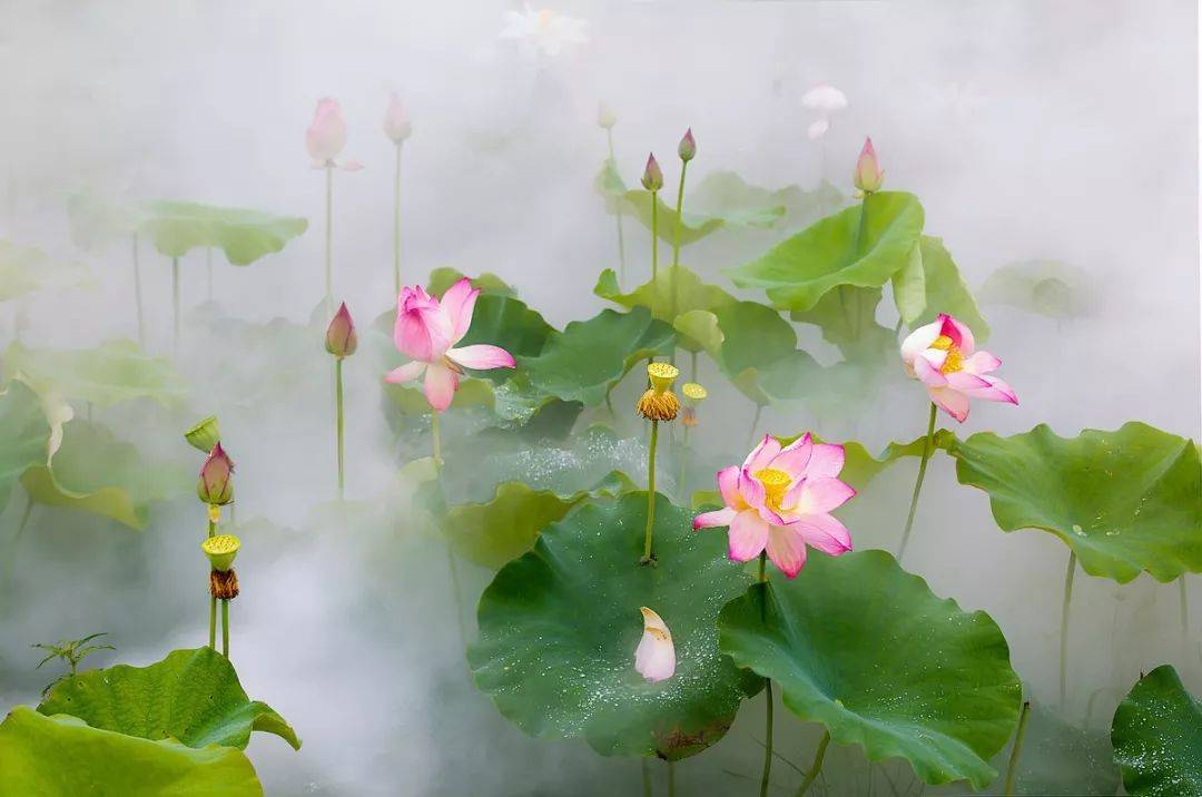 芙蓉如面,君心微暖