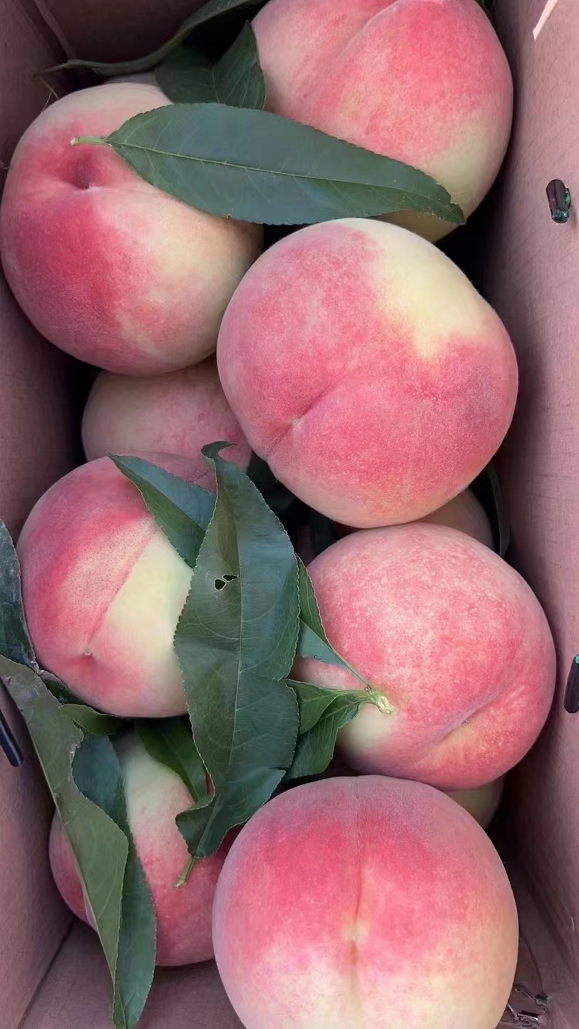 兰州白凤桃成熟了,颜值口感集于一身-度小视