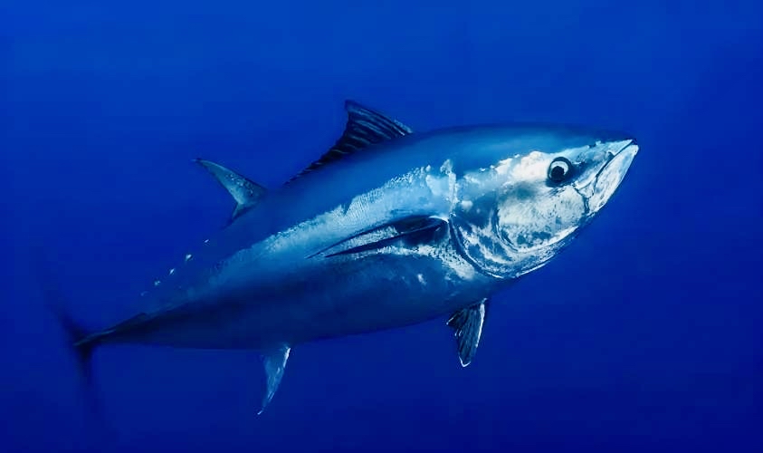 thunnus thynnus),又称鲔鱼,吞拿鱼,是一种大型的海洋鱼类