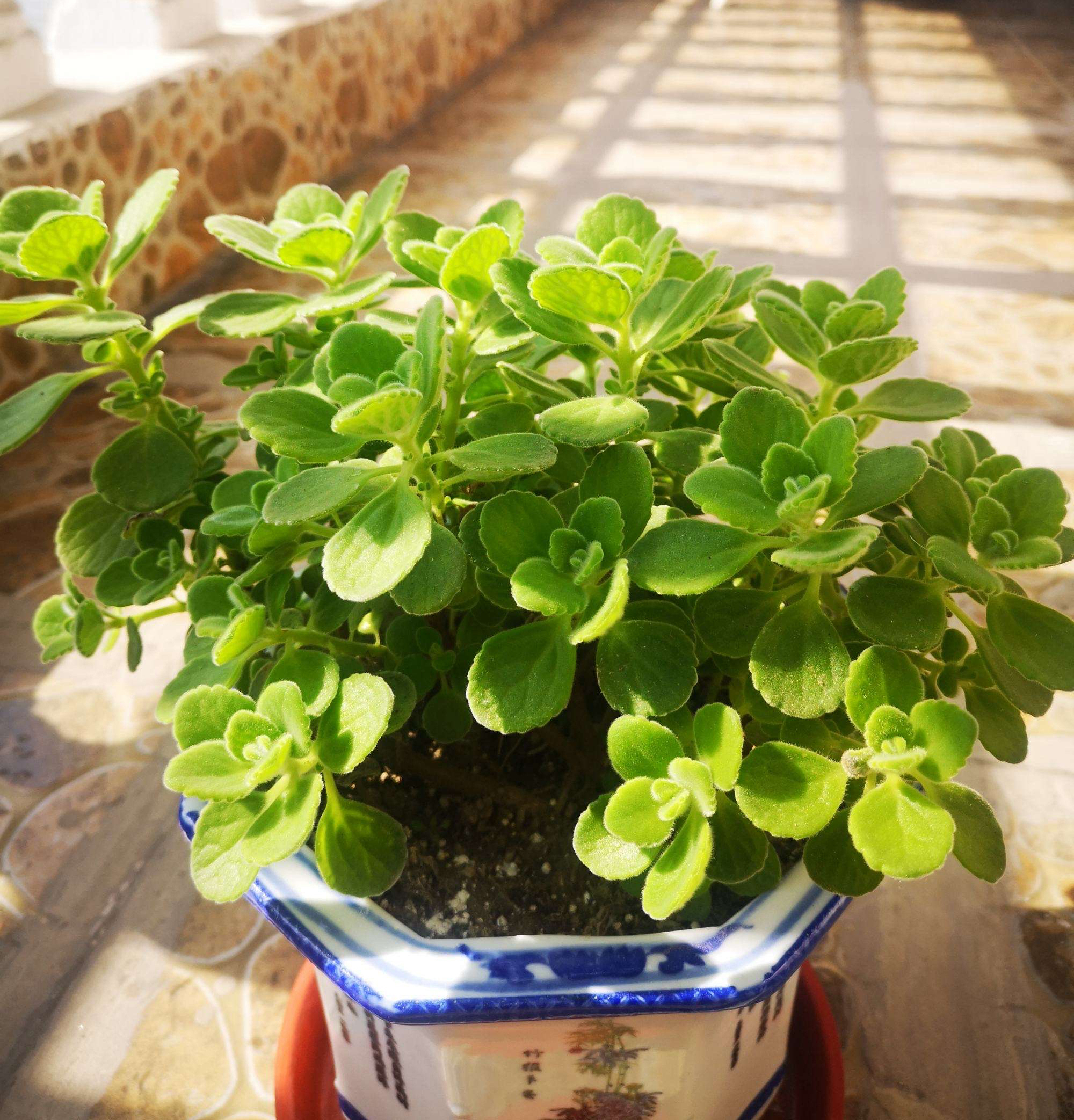 5种"驱蚊花",芳香漂亮好养,蚊子再也不敢靠近了,作用真大