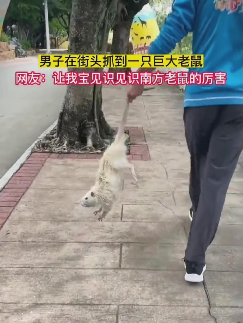 这就是南方的老鼠吗 也太大了吧