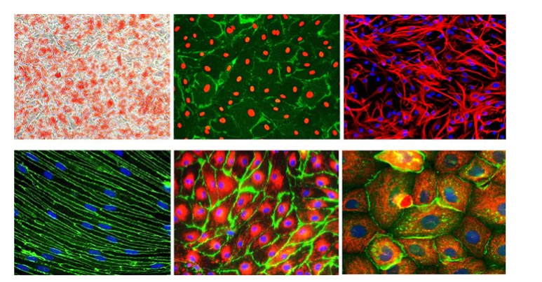 默克sigma aldrich实验分享|原代细胞培养基础知识