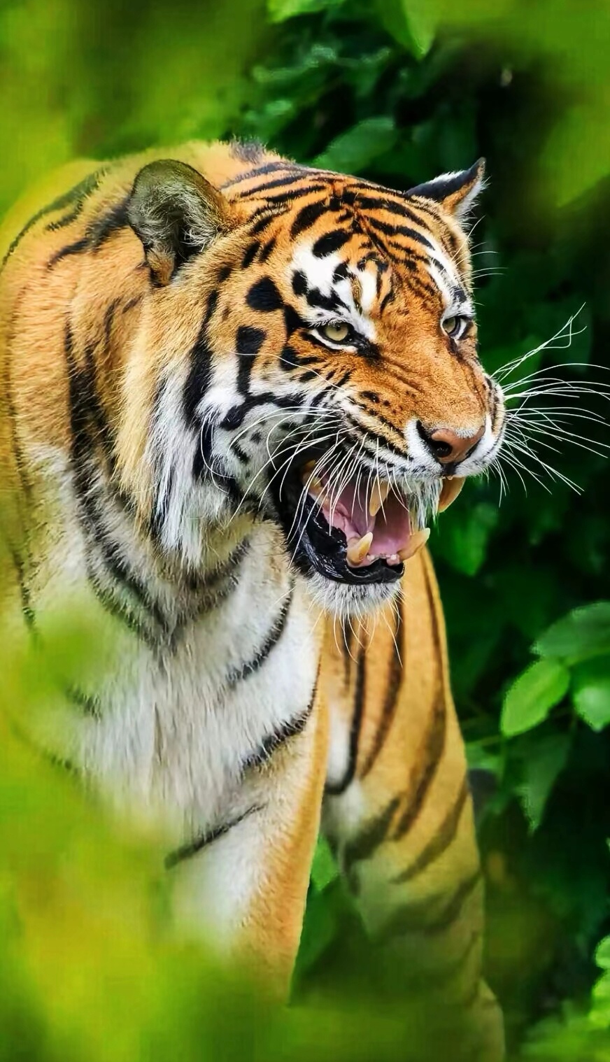 老虎的照片 霸气图片