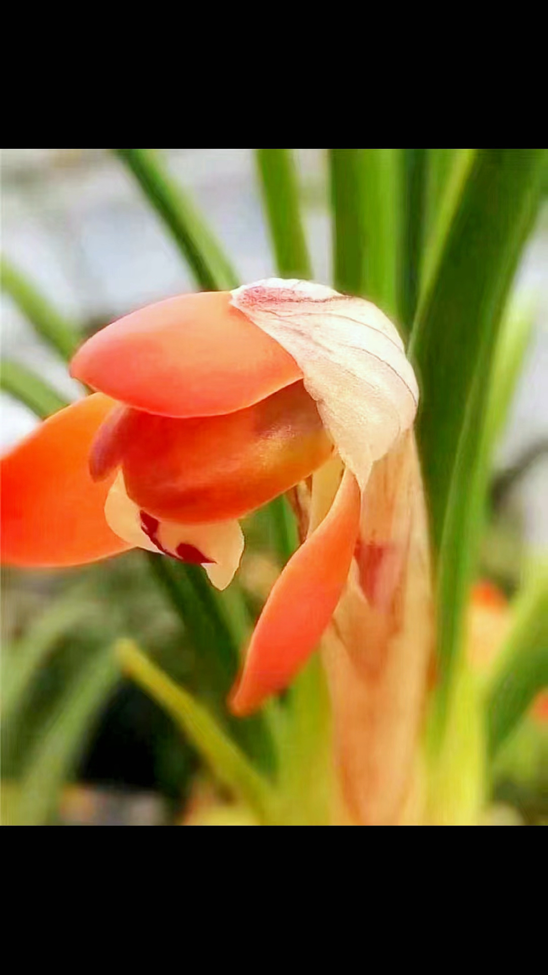 春兰女雏,精品色花.