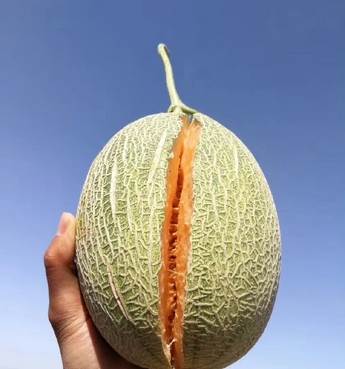 冰镇哈密瓜,生活有期待,美好有力量,一边努力,一边快乐.