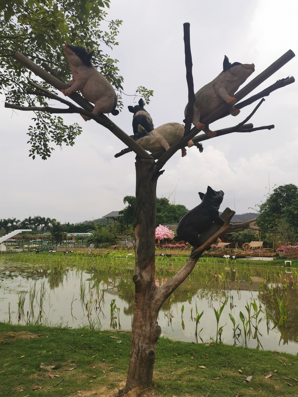 俗话说得好:男人说话能算数,猪乸自己爬上树